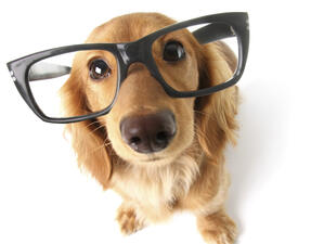 И кучетата със смарт очила от Google