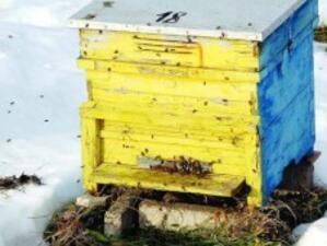 Изнасяме 90% от пчелния мед в Западна Европа