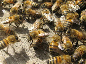 Още 2 седмици за заявления за плащане по пчеларската програма