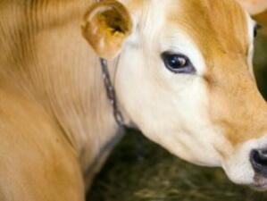 Започва прием на проекти за животновъди по ПРСР от 14 март