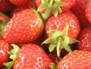 263 берачки на ягоди заминават за Испания