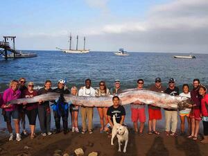Откриха 6-метрово морско чудовище в Калифорния 