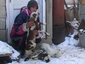 Неизвестна болест покосила десетки животни в Шуменско