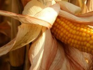 Забраняват отглеждането на царевица с ГМО