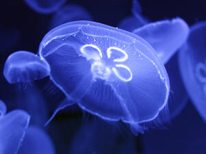 НАСА развъждала медузи в Космоса
