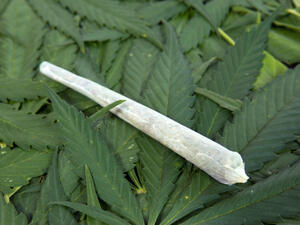 Започва легално производство на марихуана