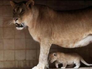 Няма опасност зоопаркът в Пловдив да бъде затворен