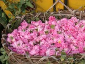 Българската роза измести афганистанския опиум