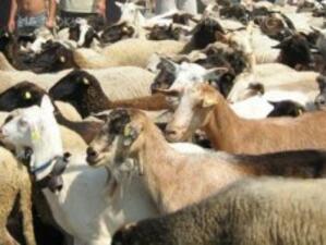 Започва умъртвяването на около 200 животни в Резово