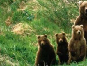МОСВ готви план за регулиране на броя на мечките в Смолянско