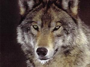Екозащитници искат временно спиране на лова на вълци в Странджа