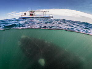 Уникални снимки на 50-тонен кит, плуващ под лодка