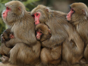 Вижте как се топлят маймуните (СНИМКИ)