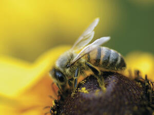Пчеларите от Търговищка област отчитат по-високи добиви на мед през 2013 г.
