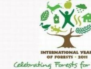 2011-а – Световна година на гората