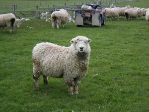 В Кресна глобяват с до 500 лв. стопаните на палави овце и крави