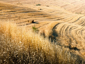 Изнасяме рекорден обем пшеница