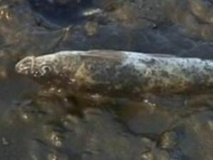 Умряла риба в р. Луда Яна край Панагюрище