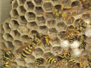 ДФЗ приема заявления по 3 мерки от програма "Пчеларство"
