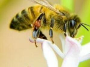 ЕК е разтревожена от нарастващата смъртност сред пчелите