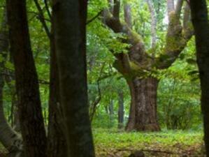 Възстановяват 1150 декара дъбови гори по Черноморието