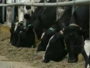 Откриха обновена кравеферма с 5,4 млн. лв. в ломско село