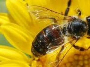 ЕП иска продължаване на помощта за пчеларския сектор