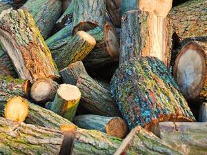 2 млн. кубика дърва се изсичат незаконно у нас всяка година