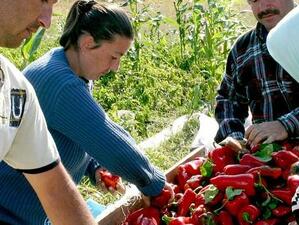 9,5 млн. земеделци в ЕС са засегнати от руското ембарго