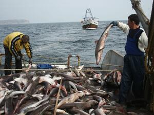 България иска 113,5 млн. евро от ЕС за програмата си за рибарство