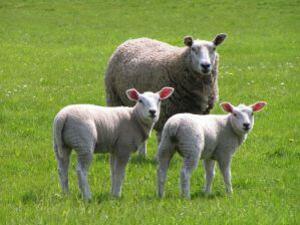 Фонд "Земеделие" отпусна 4,4 млн. лева за отглеждане на овце
