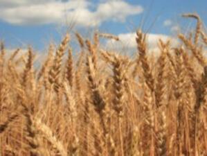 Представиха данни за качеството на пшеницата от 2010 г.