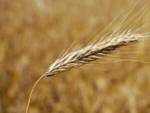3,26 млн. декара са засетите площи с пшеница