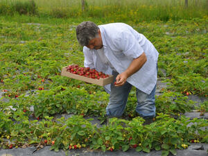 Агенцията по заетостта търси 350 ягодоберачки за Испания