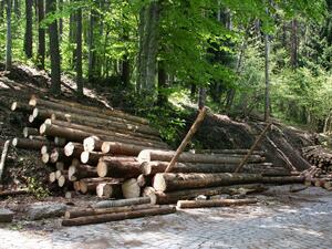 ГЕРБ готви мораториум върху износа на дървесина