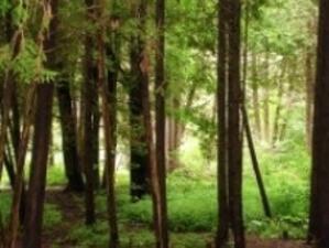 Увеличават авансовото плащане по мярката за възстановяване на гори