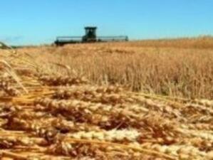 ДФ "Земеделие" отпуска кредити за пшеница за близо 10 млн. лв.