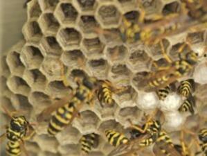 Българските пчелари ще могат да получат повече европари до 2013 г.