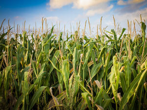 Китай ще намали цената на царевицата