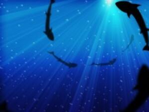 Заплаха от акула затвори плажове в Ница