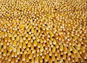Китай ще преустанови трупането на резерви от царевица и ще освободи цените на житото