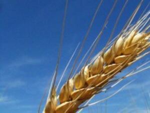 Експерти очакват цените на пшеницата да останат високи