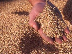 Селски стопани: Резкият скок на цените на зърното у нас е спекулативен