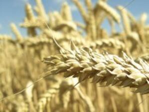 ЕК: Зърнената реколта ще бъде добра, въпреки лошото време