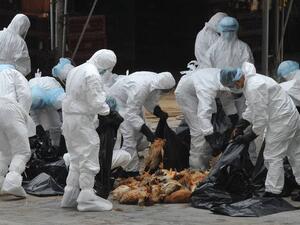 Южна Корея обяви най-високо ниво на тревога след смъртта на 16 млн. пилета