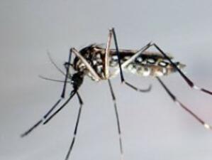 Полско селище откри екологично решение в борбата с комарите