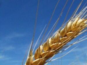 Ожънаха над 85% от ечемика и 27% от пшеницата в страната
