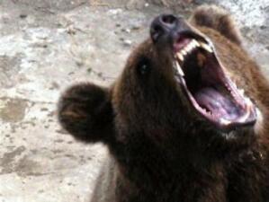 МОСВ: Никой не знае колко мечки има у нас