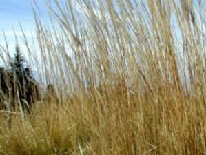 6,69% от засетите с пшеница площи са ожънати