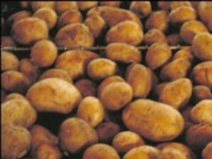 ДФ "Земеделие" изплаща субсидиите за производителите на картофи